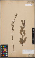 Foto von Salix cinerea L.